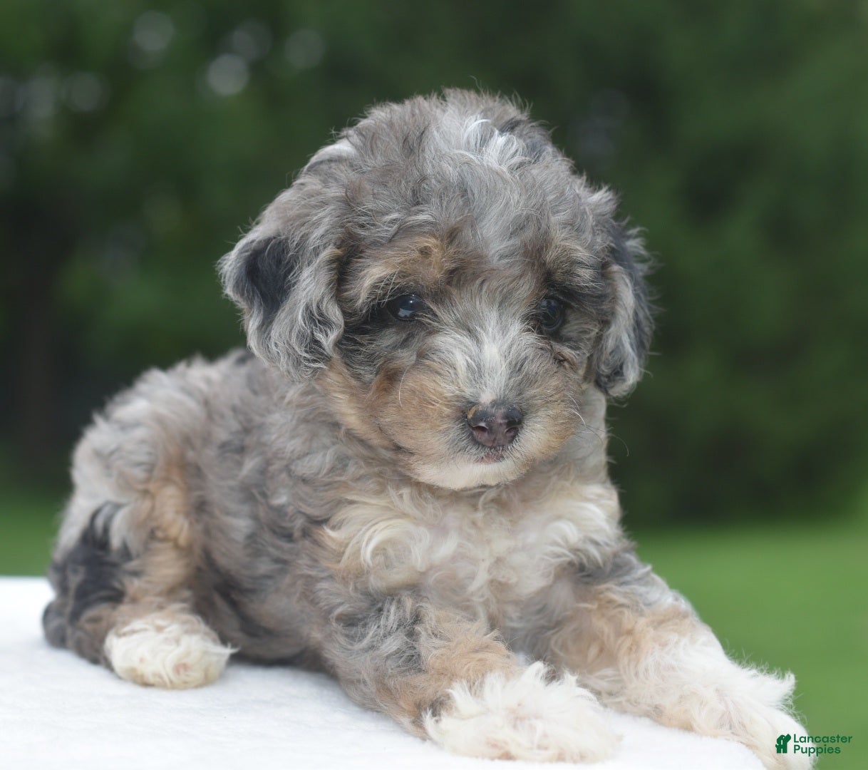 Toy Poodle dogs Dixie  - Ad 2