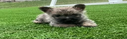 Cairn Terrier dogs for sale: Duke - Ad 4