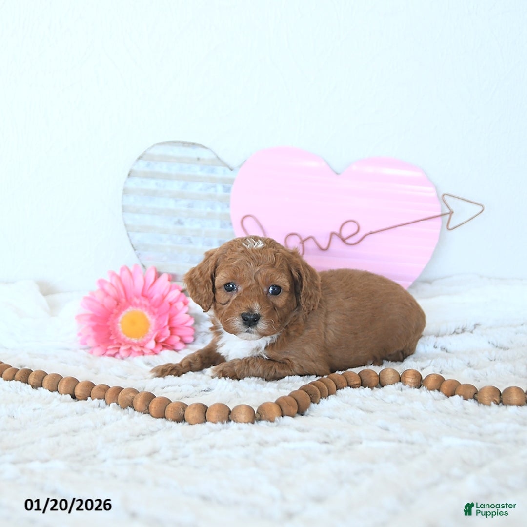 Mini Goldendoodle dogs for sale: Koda - Ad 4