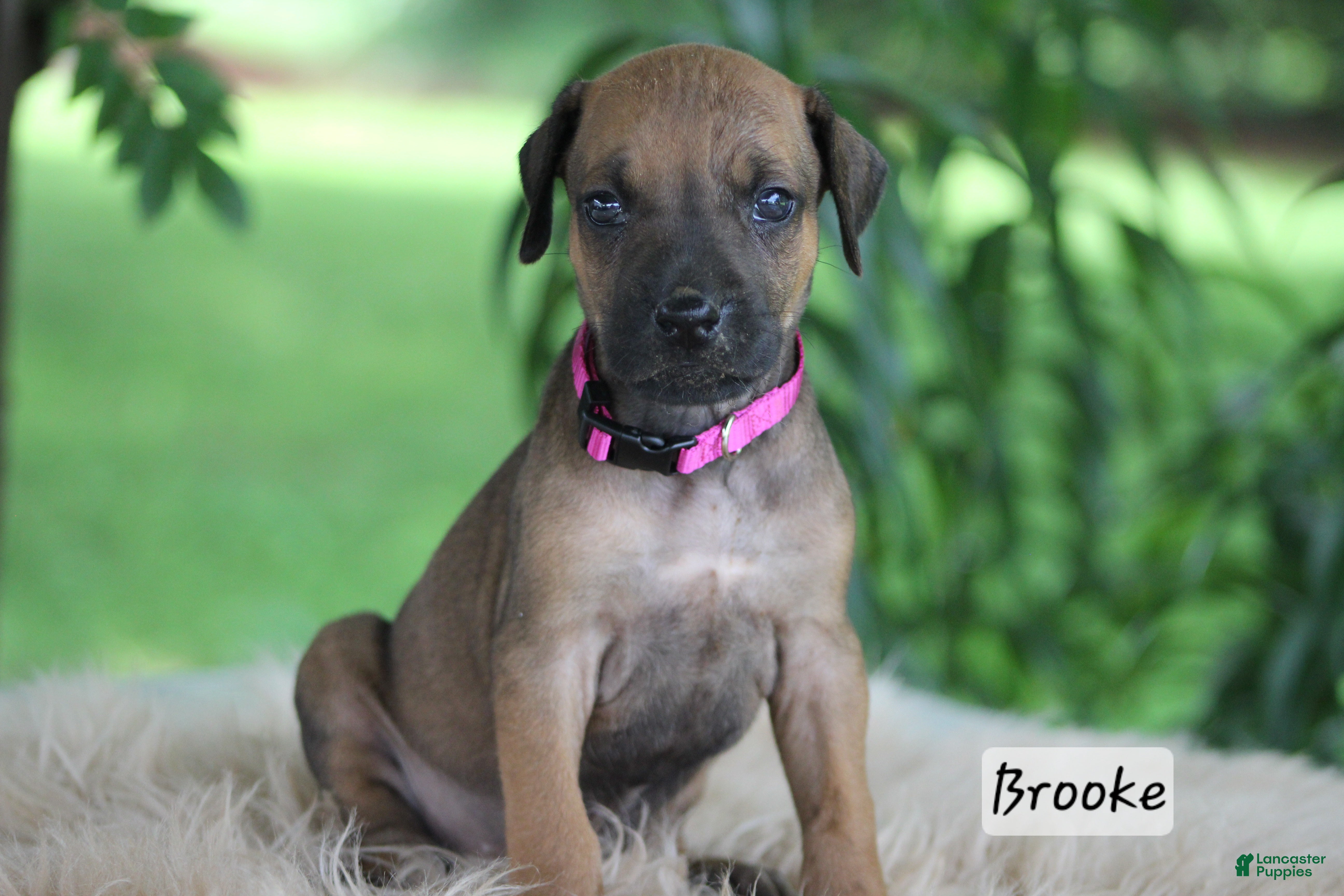 Rhodesian Ridgeback dogs Brooke - Ad 2