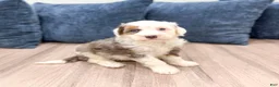 Mini Bernedoodle dogs for sale: Lucy - Ad 8