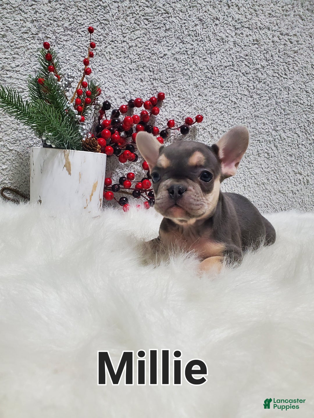 French Bulldog dogs for sale: Millie - Ad 5