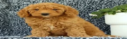 Mini Goldendoodle dogs for sale: Vanessa - Ad 5