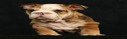 English Bulldog dogs for sale: Diesel - Ad 7