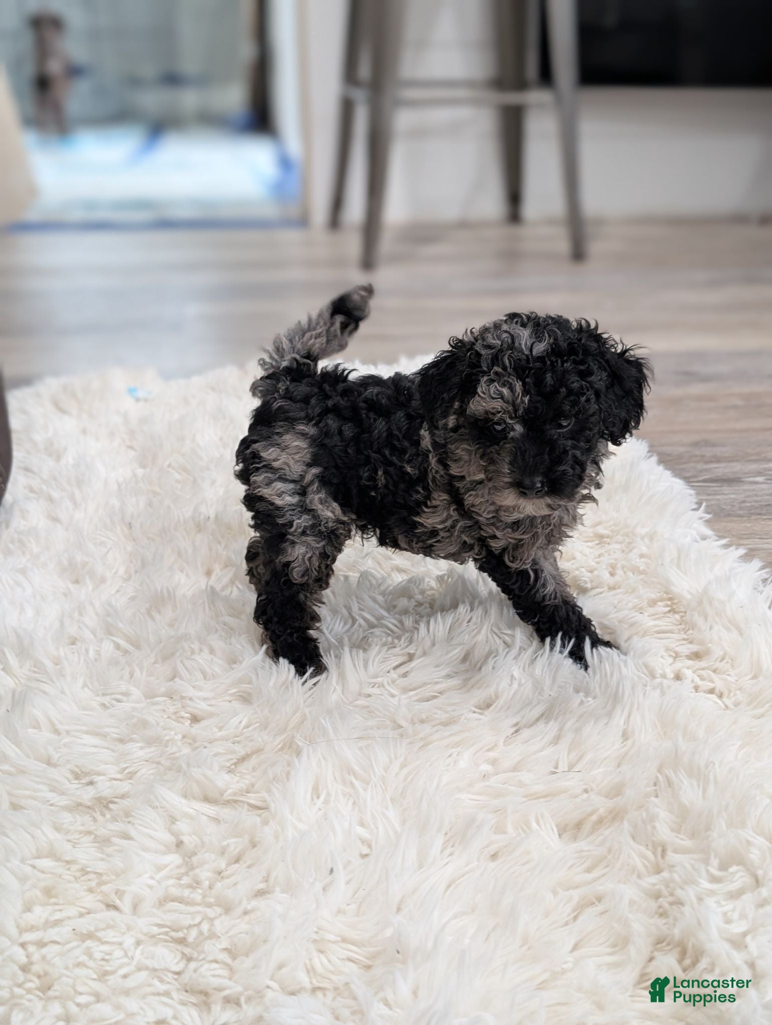 Miniature Poodle dogs Marley  - Ad 2