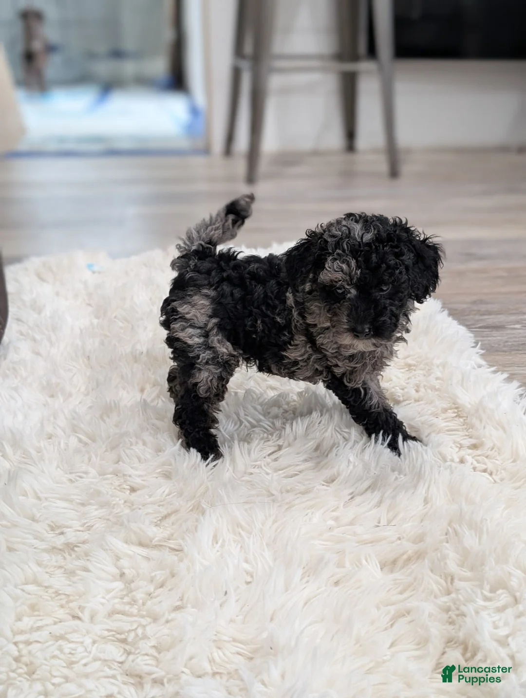 Miniature Poodle dogs for sale: Marley  - Ad 2