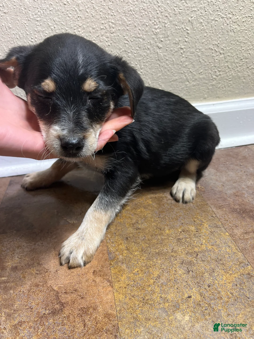 Mixed Breed dogs for sale: Jason - Ad 2