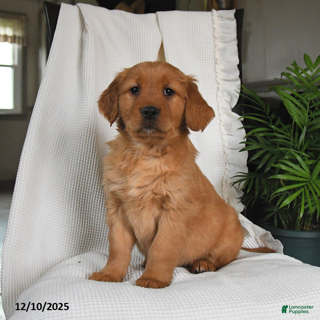 Golden Retriever dogs for sale: Rio - Ad 3