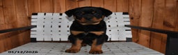 Rottweiler dogs for sale: Bubba - Ad 3