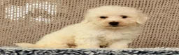 Bichon Frise dogs for sale: Indy - Ad 9
