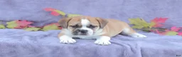 Mixed Breed dogs for sale: Jazz - Ad 4