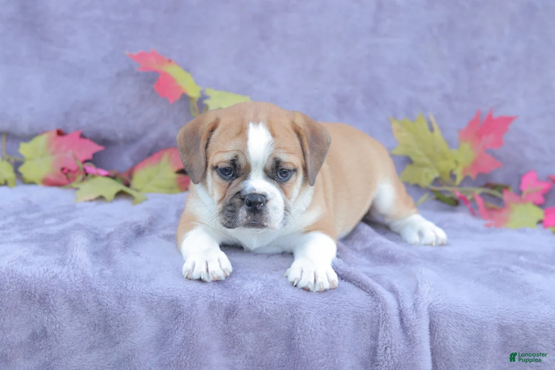 Mixed Breed dogs for sale: Jazz - Ad 4