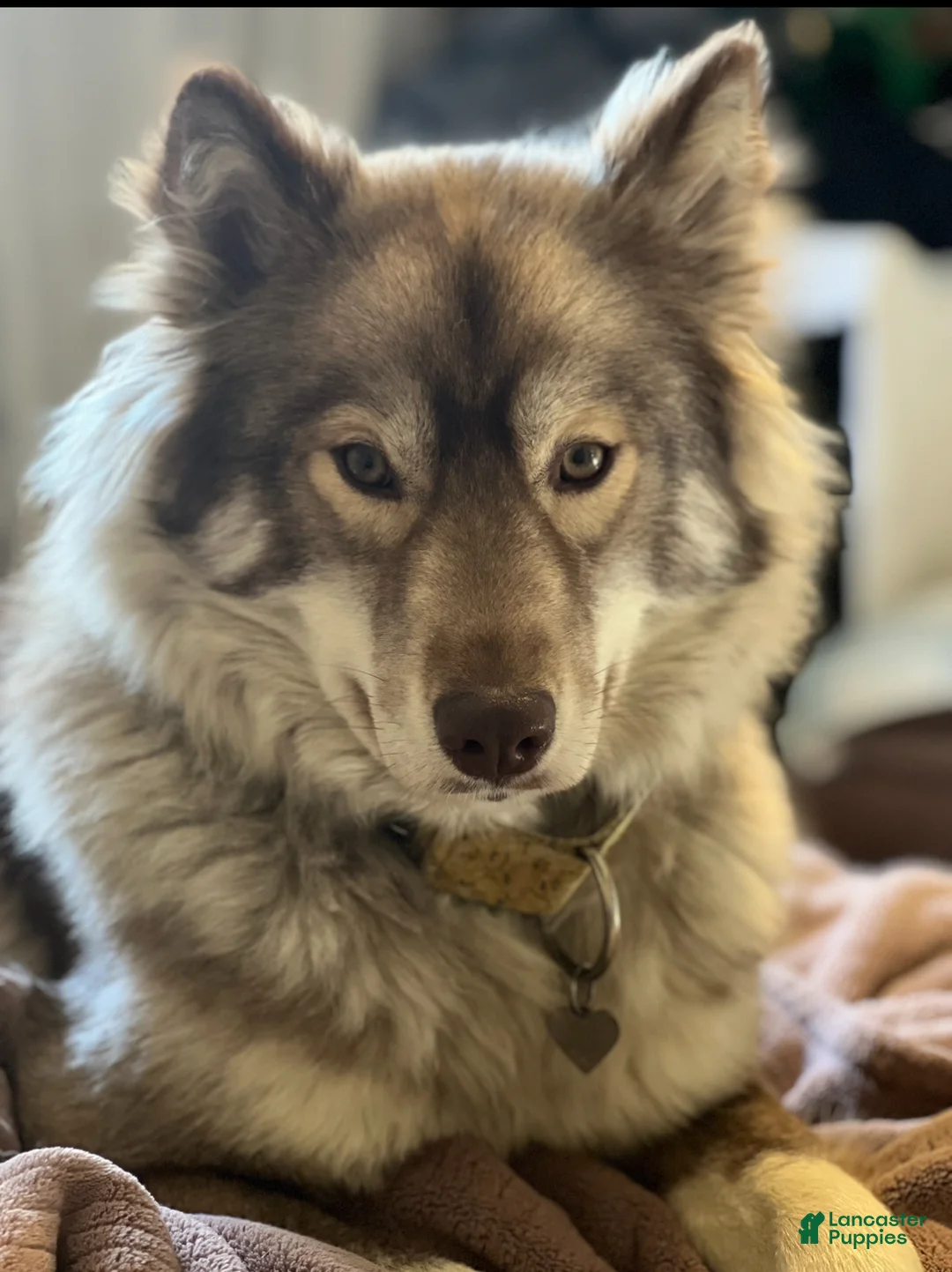 Siberian Husky dogs for sale: Mohagany - Ad 2