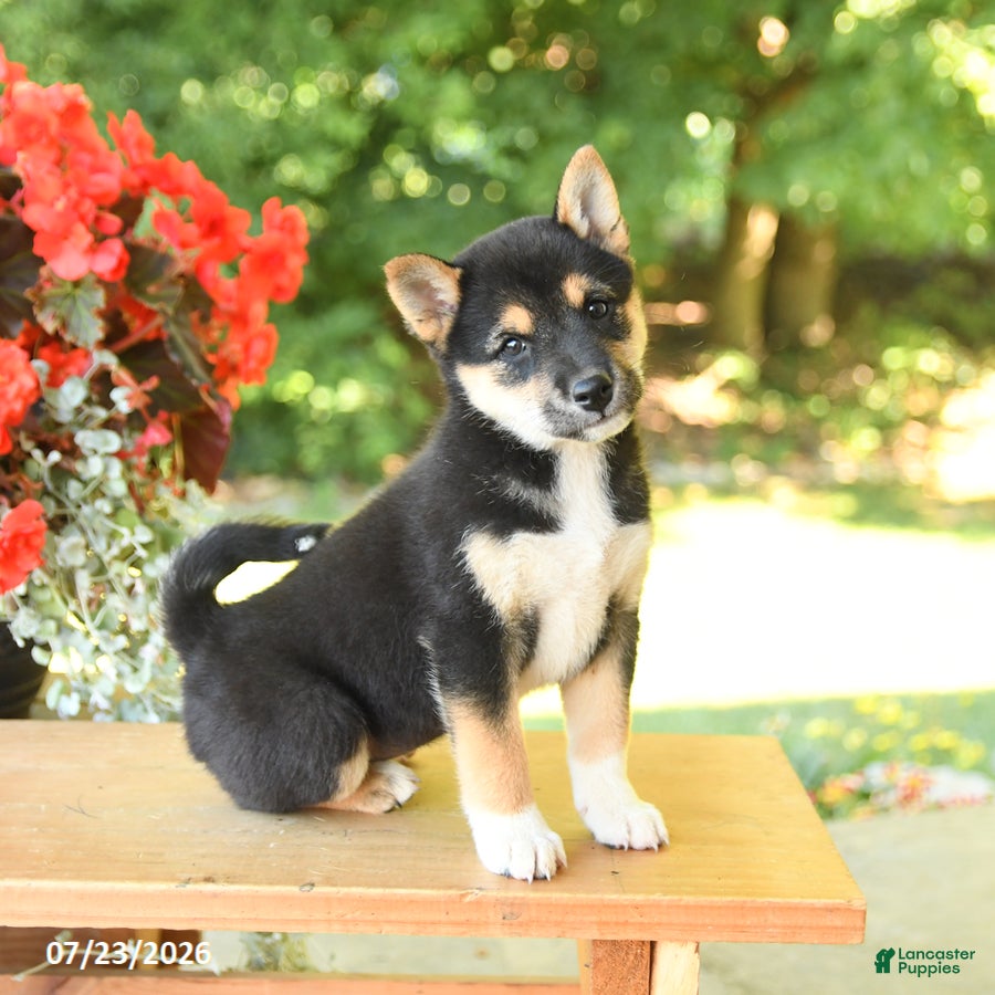 Shiba Inu dogs Kim  - Ad 2
