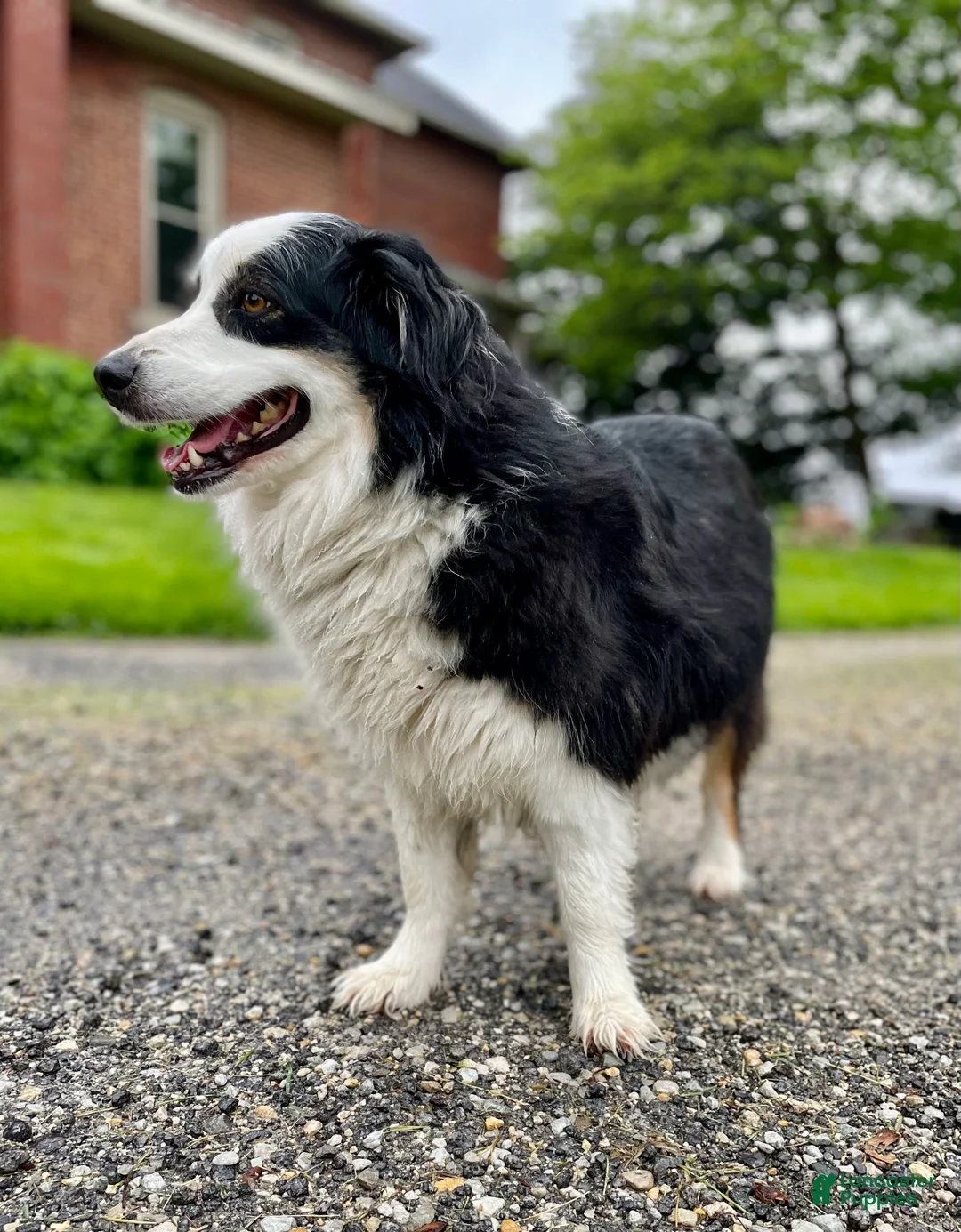 Mini Aussiedoodle dogs for sale: Mini Aussiedoodle "Joy" - Ad 2