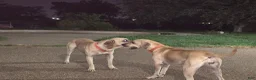 Black Mouth Cur dogs for sale: Black Mouth Cur - Ad 4
