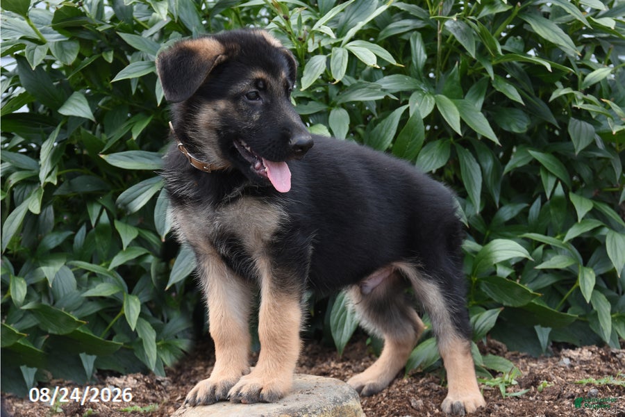 German Shepherd dogs Ben - Ad 2