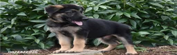 German Shepherd dogs for sale: Ben - Ad 2