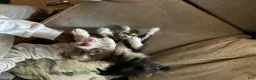 Yorkiepoo dogs for sale: Yorkiepoo 2 - Ad 2