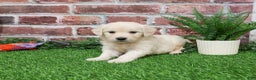 Golden Retriever dogs for sale: Nora - Ad 1