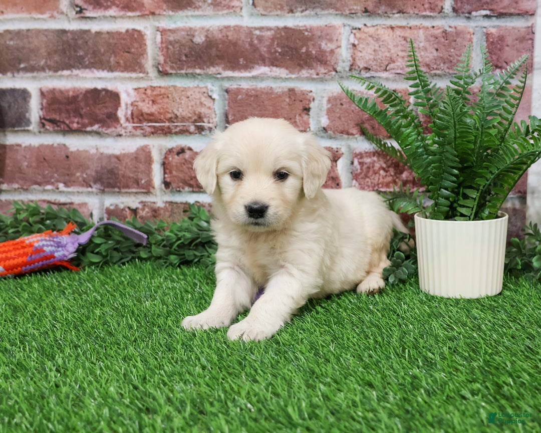 Golden Retriever dogs for sale: Nora - Ad 1