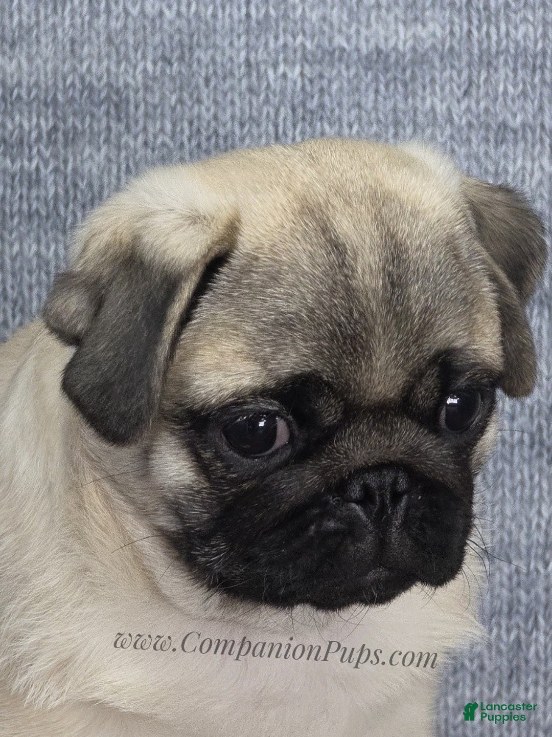 Pug dogs for sale: Best Friend for Life - Brady- Memoriable Christmas Puppy! - Ad 15