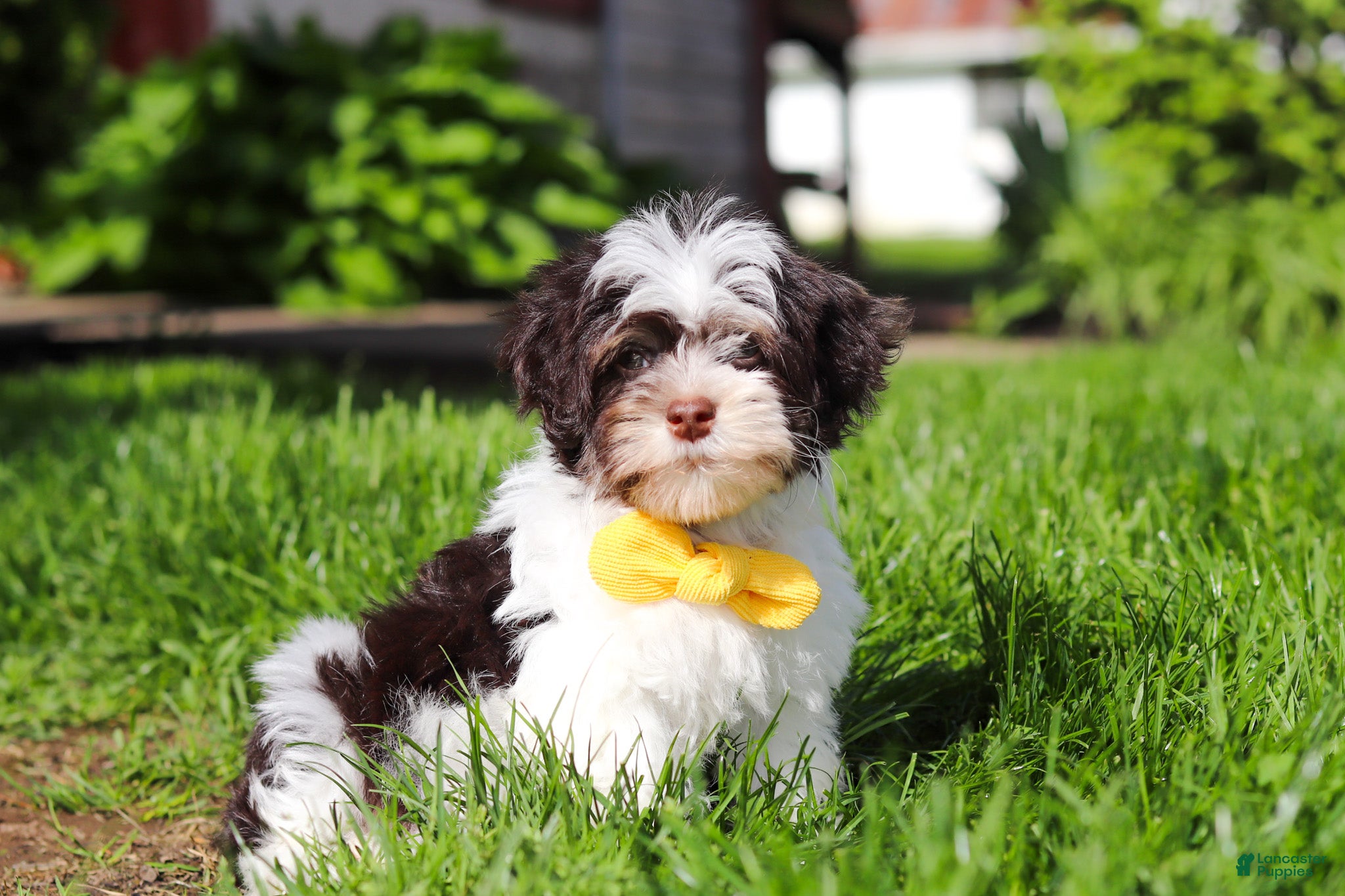 Havanese dogs Brady - Ad 2