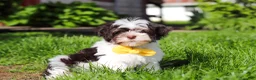 Havanese dogs for sale: Brady - Ad 2