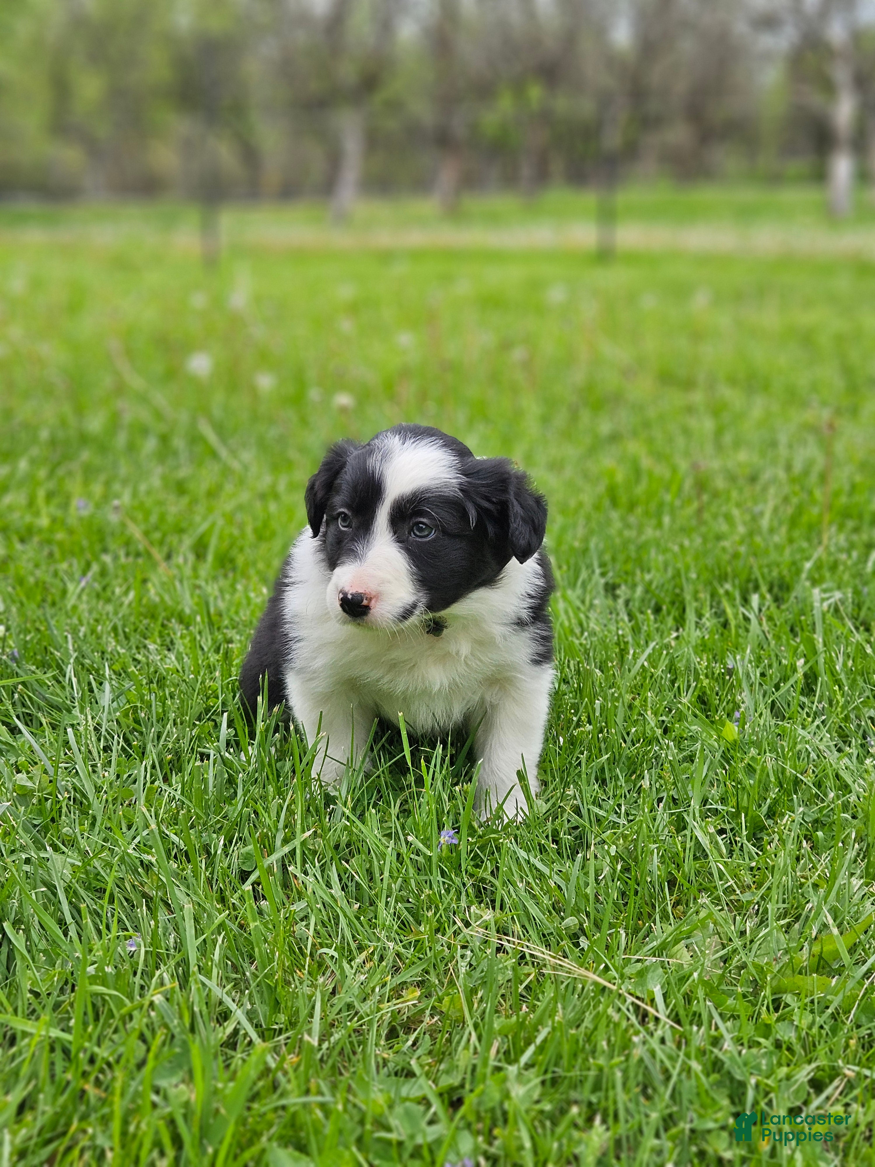 Border Collie dogs Tulip - Ad 40