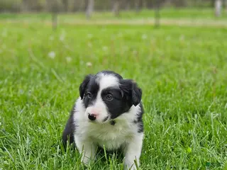 Border Collie dogs Tulip - Ad 40
