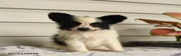 Papillon dogs for sale: Ralph - Ad 1