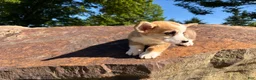 Welsh Corgi Pembroke dogs for sale: Lucy - Ad 22