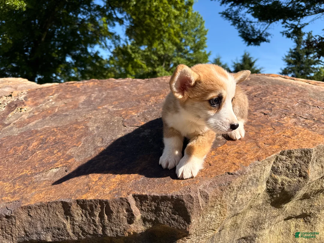 Welsh Corgi Pembroke dogs for sale: Lucy - Ad 22