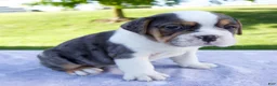 Beabull dogs for sale: Sylvie - Ad 4