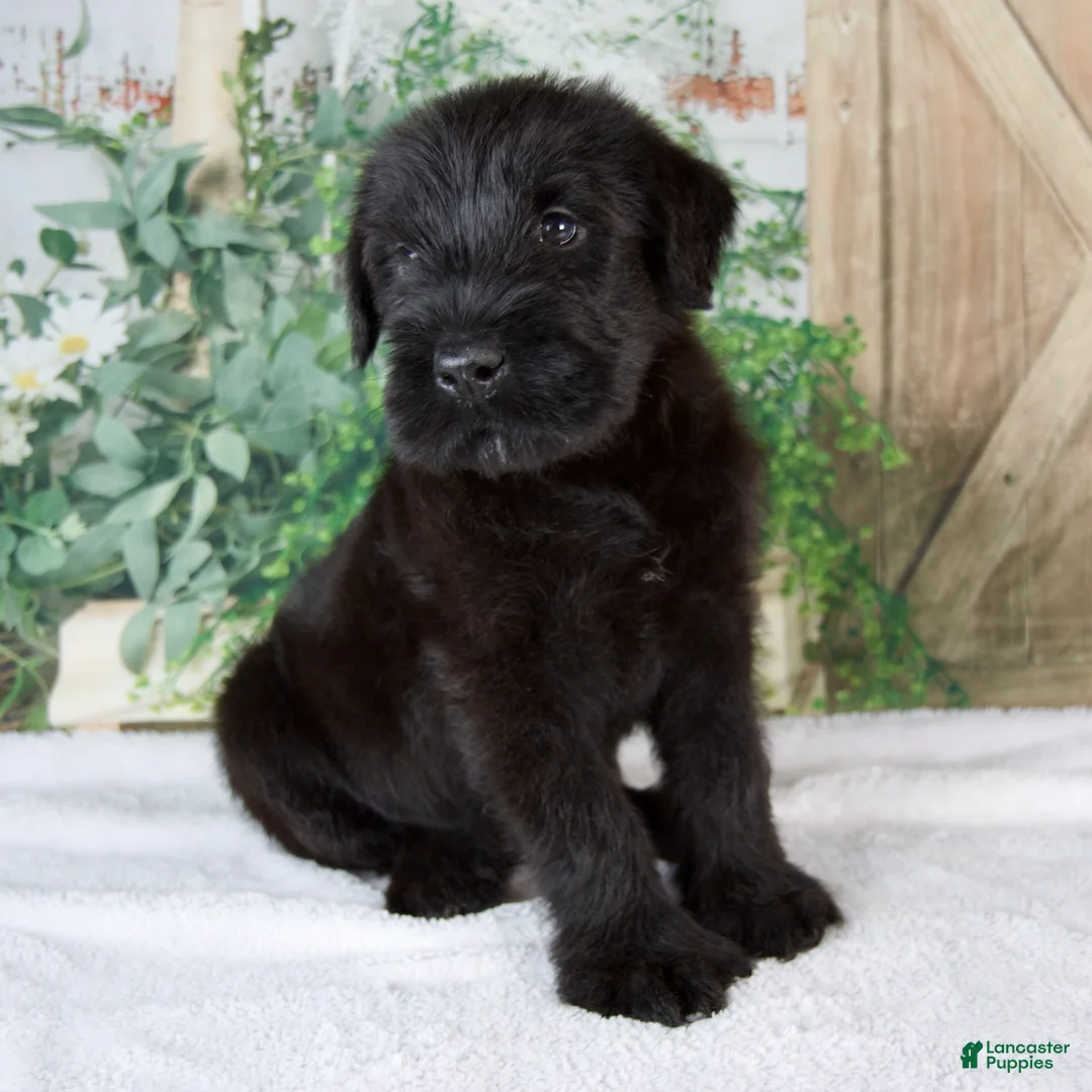 Giant Schnauzer dogs for sale: Kenny - Ad 2