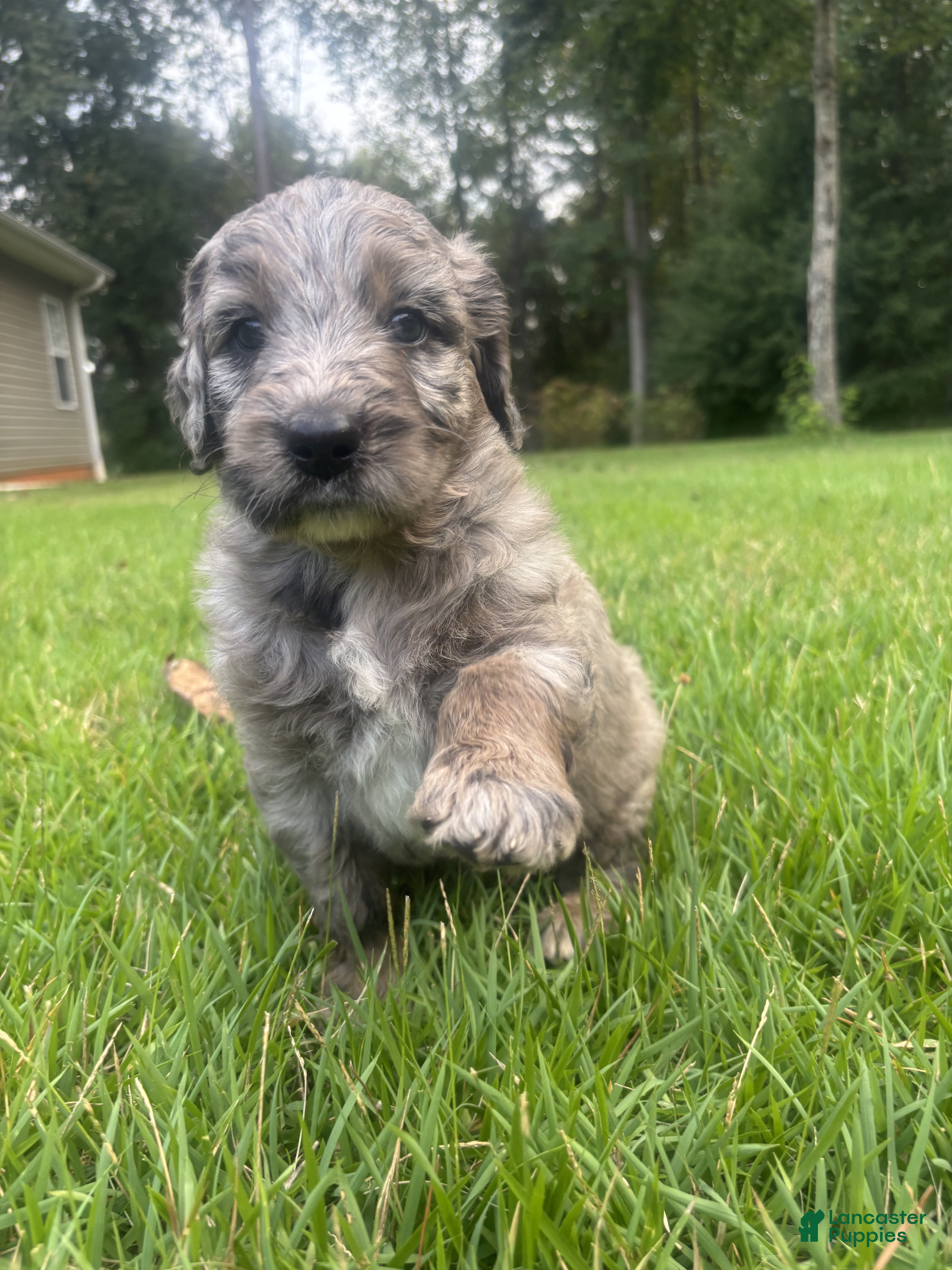 Goldendoodle dogs Polly - Ad 2