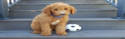 Mini Goldendoodle dogs for sale: Jake (Medium) - Ad 5