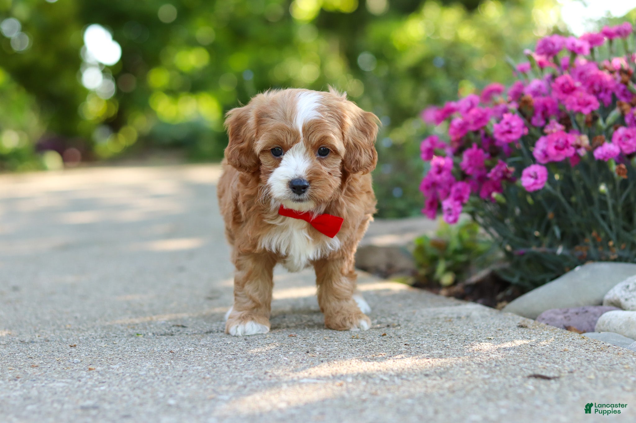 Cavapoo dogs for sale: Harley - Ad 4