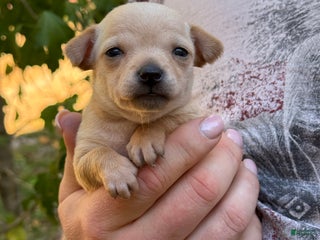 Chihuahua dogs - Ad 5