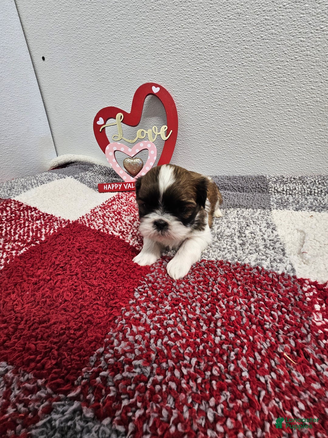 Shih Tzu dogs for sale: Bentley Ckc - Ad 10