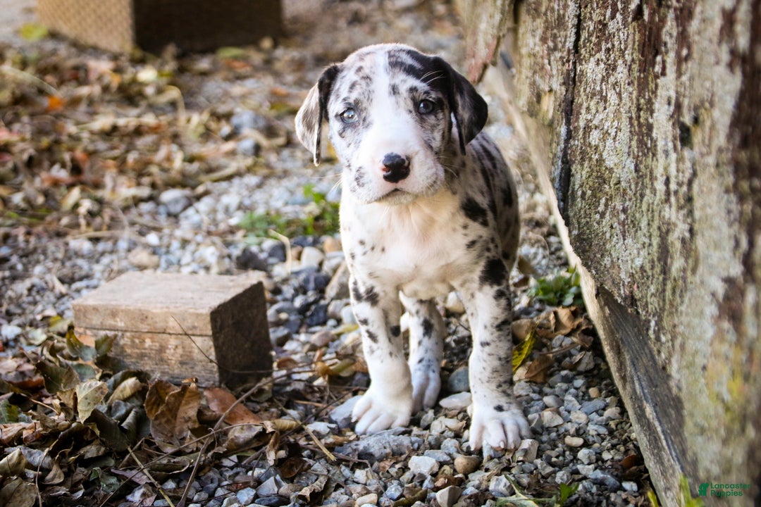 Great Dane dogs for sale: Lorelai - Ad 7