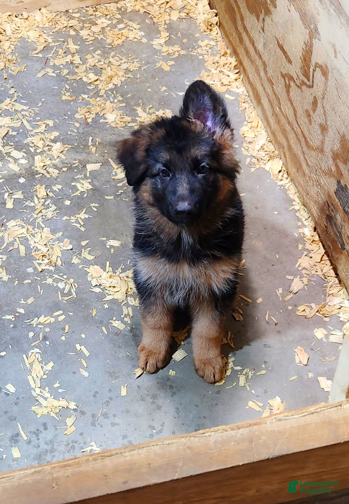 German Shepherd dogs German Shepherd 3 - Ad 2