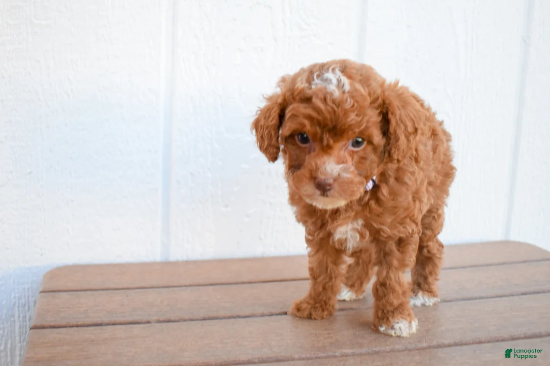 Miniature Poodle dogs for sale: Dahlia 🐶 - Ad 2