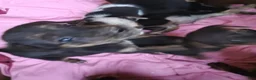 Mixed Breed dogs for sale: Mixed Breed 6 - Ad 6