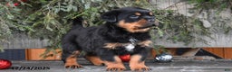 Rottweiler dogs for sale: Renley - Ad 4