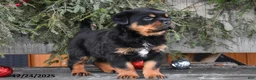 Rottweiler dogs for sale: Renley - Ad 7