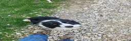Border Collie dogs for sale: Daisy - Ad 10