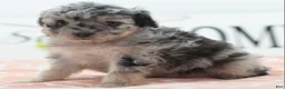 Toy Poodle dogs for sale: Bailey  - Ad 6