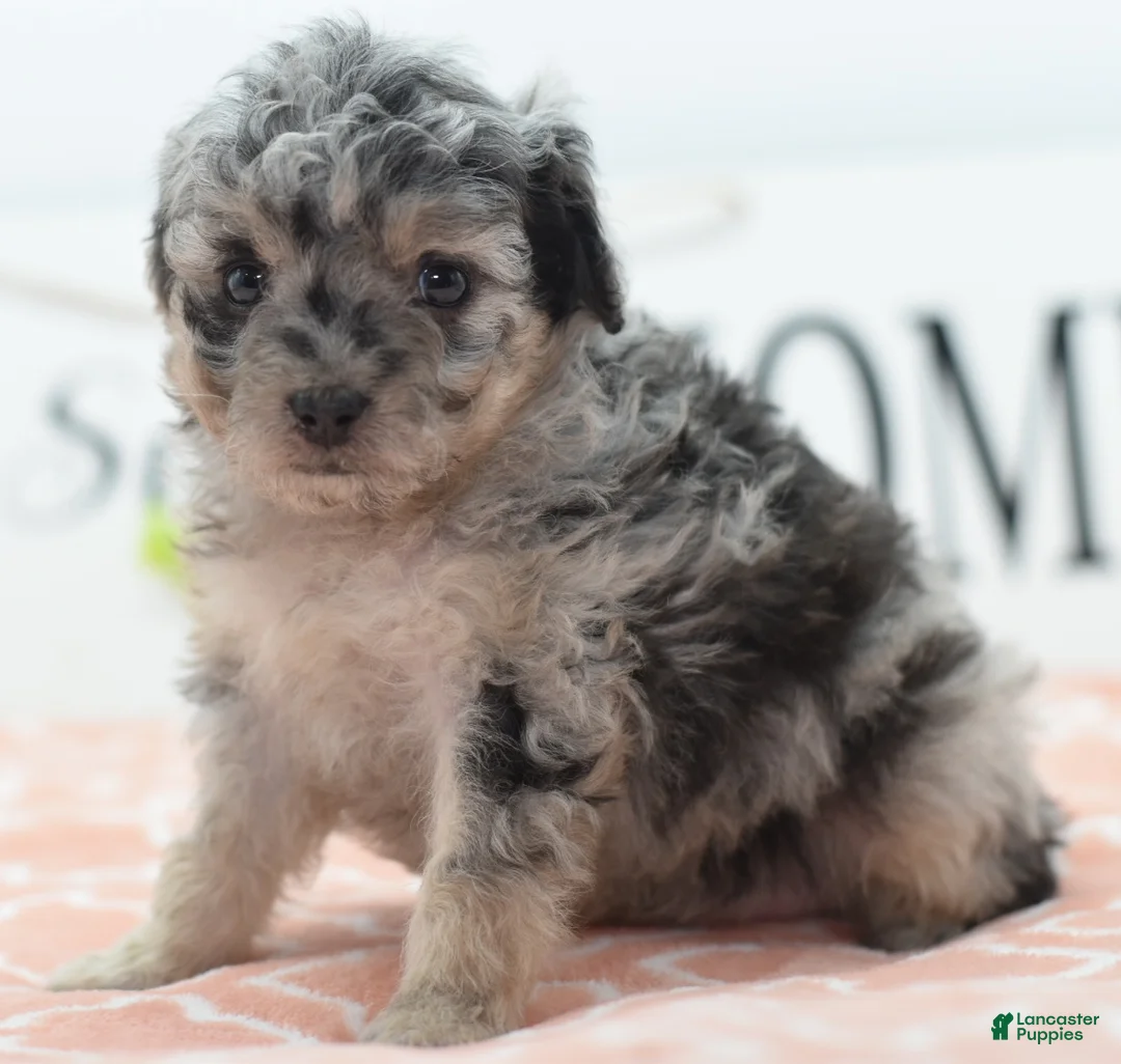 Toy Poodle dogs for sale: Bailey  - Ad 6