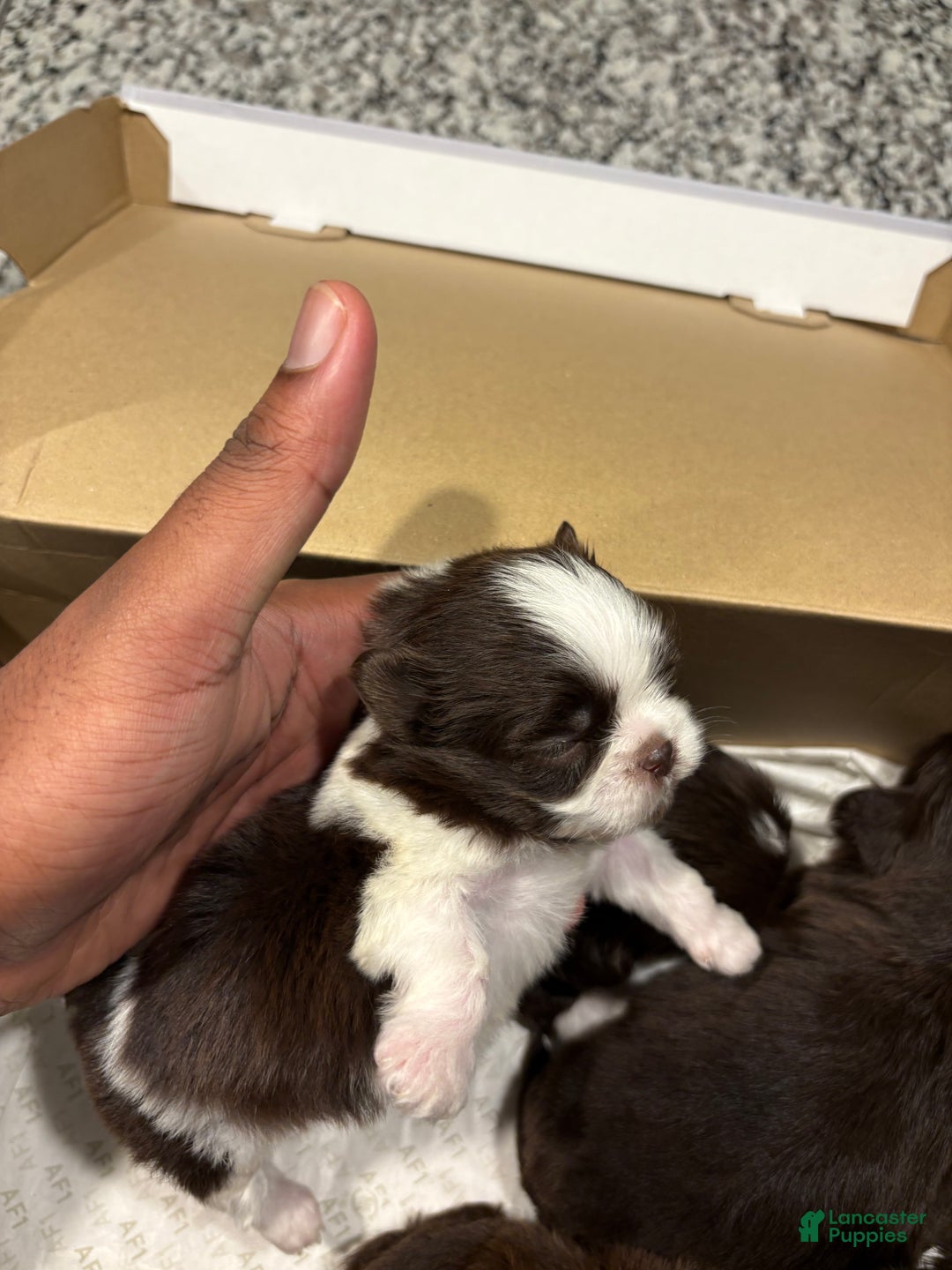 Shih Tzu dogs for sale: Jr - Ad 4
